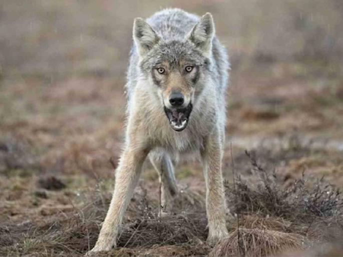 Wolves attack flock! 30 sheep killed, 10 in critical condition | कळपावर लांडग्यांचा घात! ३० मेंढ्यांचा बळी, दहाची प्रकृती गंभीर Wolves attack flock! 30 sheep killed, 10 in critical condition | कळपावर लांडग्यांचा घात! ३० मेंढ्यांचा बळी, दहाची प्रकृती गंभीर