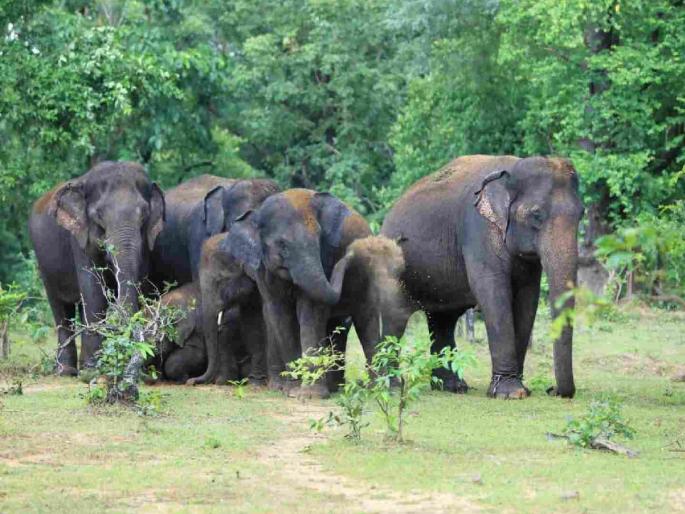 The state's only elephant camp neglected: Development work of Kamalapur elephant camp stalled | राज्याचा एकमेव हत्ती कॅम्प दुर्लक्षित : कमलापूर हत्ती कॅम्पचे विकासकाम रखडले