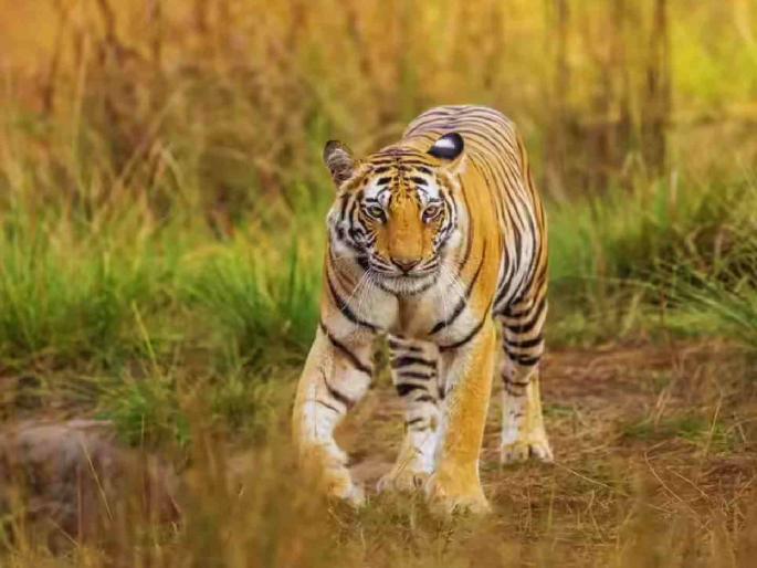 No interim stay on Tiger Corridor! High Court rejects environmentalists' plea | व्याघ्र कॉरिडॉरला अंतरिम स्थगिती नाही! उच्च न्यायालयाचा पर्यावरणप्रेमींना नकार