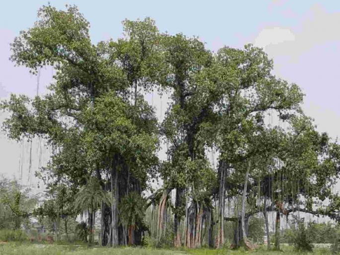 Court vigilant to save 188-year-old banyan tree; orders Municipal Corporation to take responsibility! | १८८ वर्षांचा वटवृक्ष वाचवण्यासाठी न्यायालय सजग ; मनपाला जबाबदारी नक्की करायला आदेश!