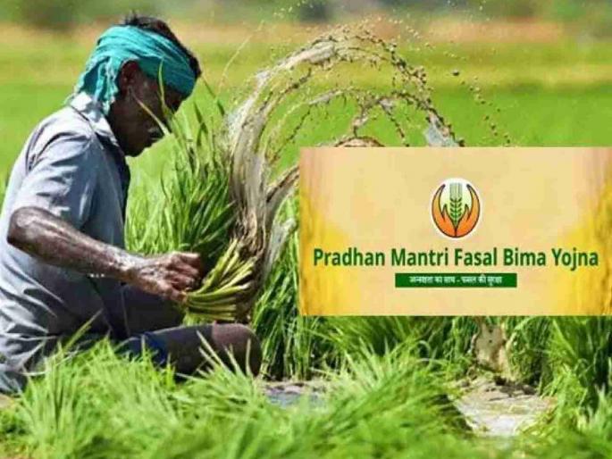 In Bhandara, 22 thousand farmers turned their backs on the crop insurance scheme this year compared to last year. | भंडाऱ्यात गतवर्षीच्या तुलनेत यंदा २२ हजार शेतकऱ्यांनी पीकविमा योजनेकडे फिरवली पाठ In Bhandara, 22 thousand farmers turned their backs on the crop insurance scheme this year compared to last year. | भंडाऱ्यात गतवर्षीच्या तुलनेत यंदा २२ हजार शेतकऱ्यांनी पीकविमा योजनेकडे फिरवली पाठ