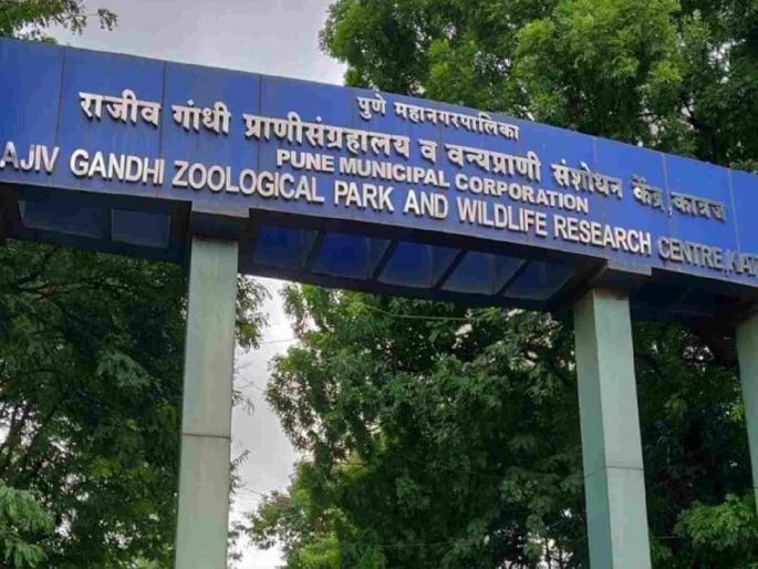 Zoological museum to be set up in every district in the state; Forest Minister Ganesh Naik holds meeting with forest officials | राज्यात प्रत्येक जिल्ह्यात होणार प्राणी संग्रहालय ; वनमंत्री गणेश नाईक यांची वन अधिकाऱ्यांसोबत बैठक
