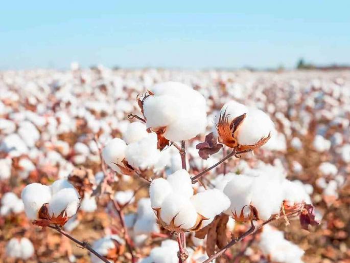Slight increase in CCI limit; Buy 30 quintals of cotton per hectare | 'सीसीआय'च्या मर्यादेत तुटपुंजी वाढ; हेक्टरी ३० क्विंटल कापूस खरेदी करा Slight increase in CCI limit; Buy 30 quintals of cotton per hectare | 'सीसीआय'च्या मर्यादेत तुटपुंजी वाढ; हेक्टरी ३० क्विंटल कापूस खरेदी करा