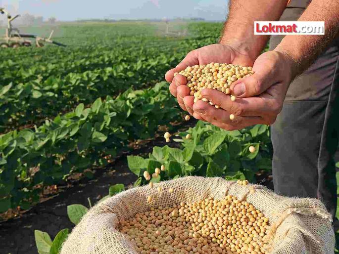 Soybean purchase limit should be at least 12 quintals per acre; Demand for a single limit across the state | सोयाबीन खरेदी मर्यादा एकरी किमान १२ क्विंटल करा; राज्यभर एकच मर्यादा करण्याची मागणी Soybean purchase limit should be at least 12 quintals per acre; Demand for a single limit across the state | सोयाबीन खरेदी मर्यादा एकरी किमान १२ क्विंटल करा; राज्यभर एकच मर्यादा करण्याची मागणी