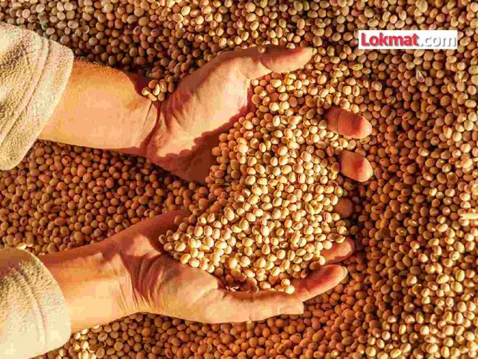 The purchase limit of cotton at MSP rate has been increased, what about soybeans? | एमएसपी दराने कापसाची खरेदी मर्यादा वाढविली, सोयाबीनचे काय ? The purchase limit of cotton at MSP rate has been increased, what about soybeans? | एमएसपी दराने कापसाची खरेदी मर्यादा वाढविली, सोयाबीनचे काय ?