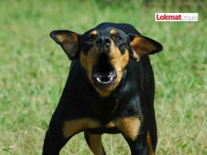 An average of 68 people are bitten by dogs every day in Amravati district; 22,661 people have been bitten by dogs in 11 months | अमरावती जिल्ह्यात रोज सरासरी ६८ जणांना कुत्रे चावत असल्याची नोंद; ११ महिन्यांत २२,६६१ जणांना 'डॉग बाईट' An average of 68 people are bitten by dogs every day in Amravati district; 22,661 people have been bitten by dogs in 11 months | अमरावती जिल्ह्यात रोज सरासरी ६८ जणांना कुत्रे चावत असल्याची नोंद; ११ महिन्यांत २२,६६१ जणांना 'डॉग बाईट'