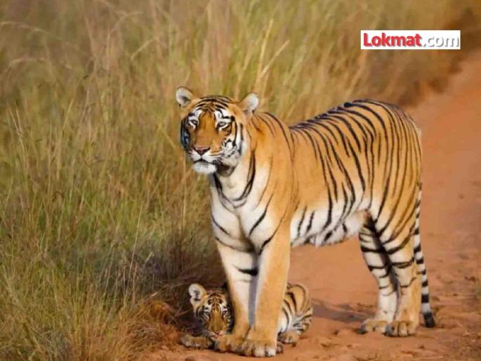 How many tigers are there in total in Malkhed-Sindkhed Shivara in Yavatmal? attacked 20 cattles | यवतमाळातील मालखेड-सिंदखेड शिवारात एकूण किती वाघ ? २० जनांवरांवर हल्ले केल्याने दशहत How many tigers are there in total in Malkhed-Sindkhed Shivara in Yavatmal? attacked 20 cattles | यवतमाळातील मालखेड-सिंदखेड शिवारात एकूण किती वाघ ? २० जनांवरांवर हल्ले केल्याने दशहत