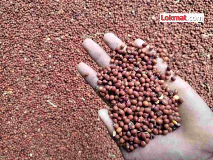 Three and a half percent tur purchase in the state in one and a half months; Purchase restrictions at MSP rate | राज्यामध्ये दीड महिन्यात साडेतीन टक्के तूर खरेदी; एमएसपी दराने खरेदीचे वांधे Three and a half percent tur purchase in the state in one and a half months; Purchase restrictions at MSP rate | राज्यामध्ये दीड महिन्यात साडेतीन टक्के तूर खरेदी; एमएसपी दराने खरेदीचे वांधे