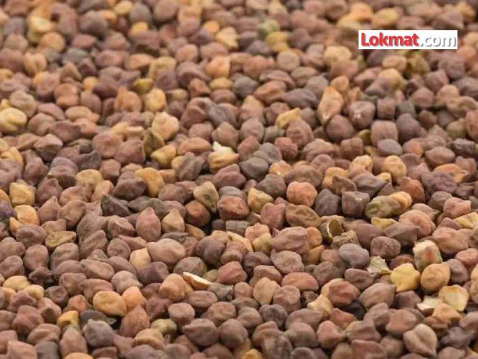 Government's gram procurement stopped for two days! 40 percent of farmers' goods still at home | शासनाची हरभरा खरेदी दोन दिवसांत बंद ! ४० टक्के शेतकऱ्यांचा माल अजूनही घरातच Government's gram procurement stopped for two days! 40 percent of farmers' goods still at home | शासनाची हरभरा खरेदी दोन दिवसांत बंद ! ४० टक्के शेतकऱ्यांचा माल अजूनही घरातच