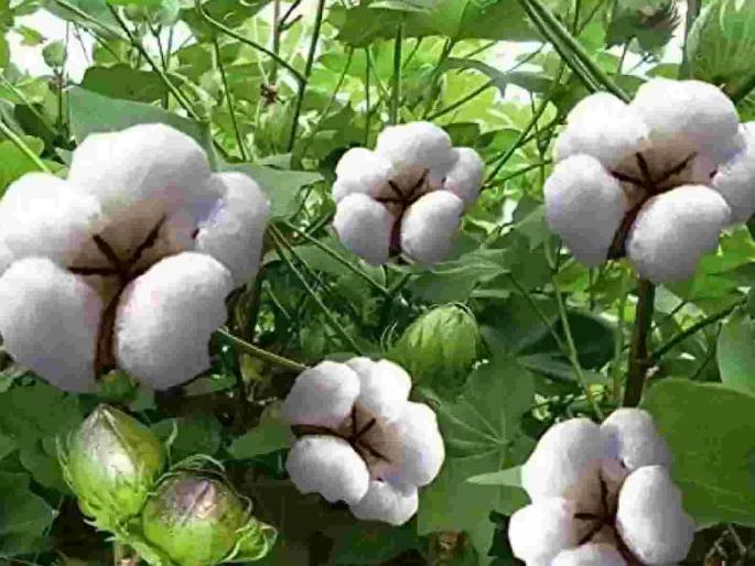 One and a half times the price of agricultural products, it is just a matter of jumla | शेतमालाला दीडपट भाव, नुसताच ठरतोय जुमला One and a half times the price of agricultural products, it is just a matter of jumla | शेतमालाला दीडपट भाव, नुसताच ठरतोय जुमला