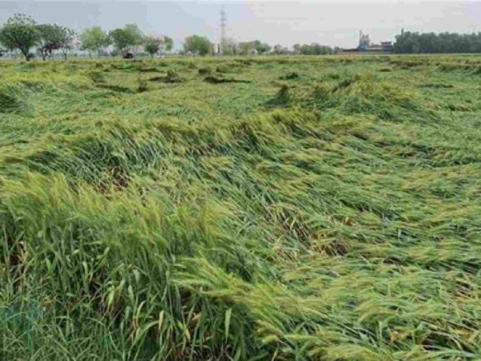 Wheat crop damaged due to rain in Nagpur; When will the survey and Panchnama be done? | नागपूरमध्ये पावसामुळे गव्हाच्या पिकाचे नुकसान; सर्वेक्षण व पंचनामे करणार कधी? Wheat crop damaged due to rain in Nagpur; When will the survey and Panchnama be done? | नागपूरमध्ये पावसामुळे गव्हाच्या पिकाचे नुकसान; सर्वेक्षण व पंचनामे करणार कधी?