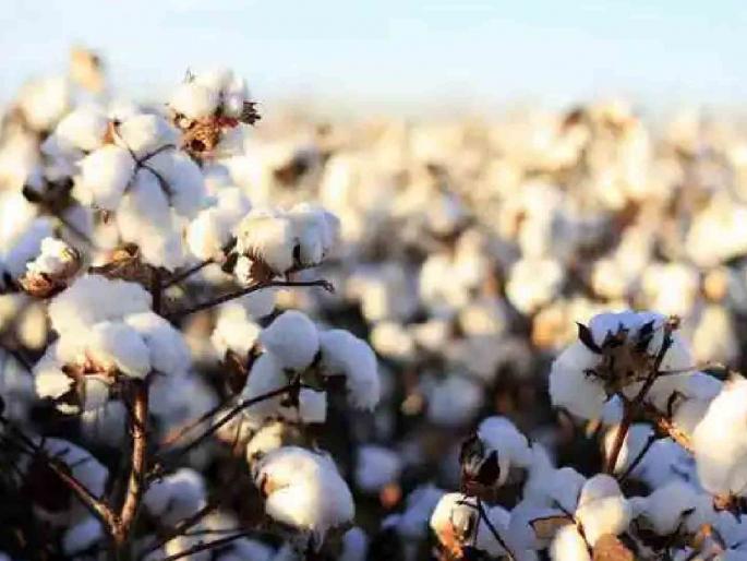 Exporter India is becoming an importer! Cotton's reverse journey begins due to government policies | निर्यातदार भारत होतोय आयातदार ! सरकारी धोरणांमुळे कापसाचा उलटा प्रवास सुरू Exporter India is becoming an importer! Cotton's reverse journey begins due to government policies | निर्यातदार भारत होतोय आयातदार ! सरकारी धोरणांमुळे कापसाचा उलटा प्रवास सुरू