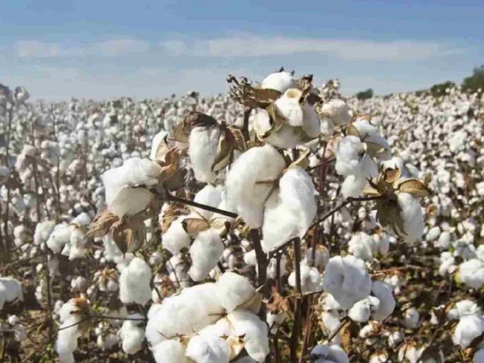 District-wise cotton purchase limit reduced; CCI's new conditions | जिल्हानिहाय कापूस खरेदी मर्यादा केली कमी; सीसीआयच्या नवीन अटी District-wise cotton purchase limit reduced; CCI's new conditions | जिल्हानिहाय कापूस खरेदी मर्यादा केली कमी; सीसीआयच्या नवीन अटी