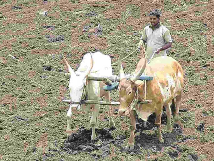 35.42 percent sowing of Kharif season completed in East Vidarbha; 65% cotton, 40% soybean sowing | पूर्व विदर्भात खरीप हंगामाची ३५.४२ टक्के पेरणी पूर्ण; ६५% कापूस, ४०% सोयाबीन पेरणी 35.42 percent sowing of Kharif season completed in East Vidarbha; 65% cotton, 40% soybean sowing | पूर्व विदर्भात खरीप हंगामाची ३५.४२ टक्के पेरणी पूर्ण; ६५% कापूस, ४०% सोयाबीन पेरणी
