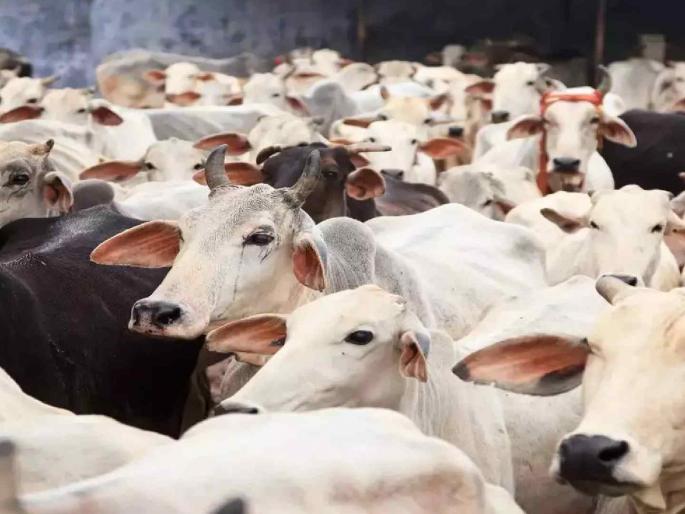 21st Cattle Census Temporarily Suspended Due to Assembly Elections | विधानसभा निवडणुकीमुळे २१ वी पशुगणना तात्पुरती स्थगित 21st Cattle Census Temporarily Suspended Due to Assembly Elections | विधानसभा निवडणुकीमुळे २१ वी पशुगणना तात्पुरती स्थगित