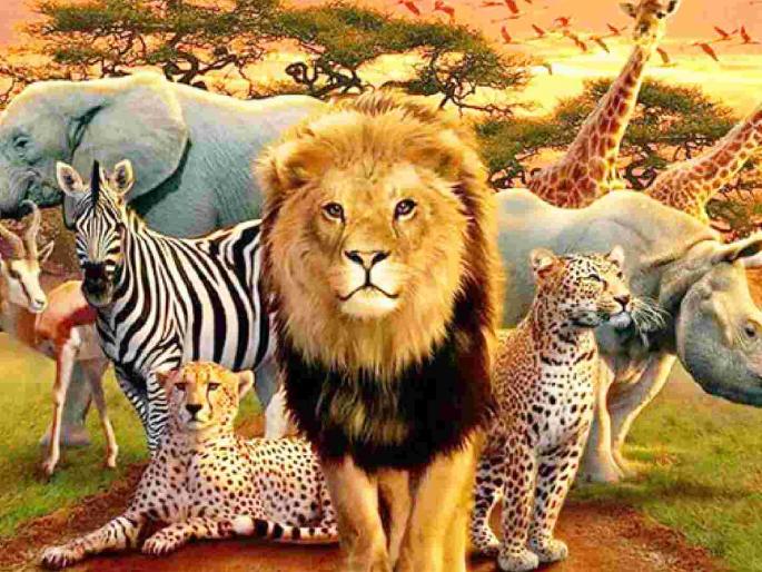 Scarcity of Funding for wildlife corridors in the district; Six tigers and one leopard died in two months | जिल्ह्यातील वन्यजीव कॉरिडॉरसाठी निधीची वानवा; दोन महिन्यात सहा वाघ व एका बिबट्याचा मृत्यू Scarcity of Funding for wildlife corridors in the district; Six tigers and one leopard died in two months | जिल्ह्यातील वन्यजीव कॉरिडॉरसाठी निधीची वानवा; दोन महिन्यात सहा वाघ व एका बिबट्याचा मृत्यू