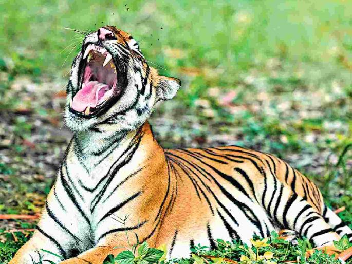 Tiger's fear in the villages, four women killed in two days | वाघाचा हैदोस, दोन दिवसांत चार महिलांचा घेतला बळी
