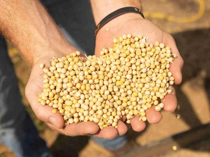 Rajasthan seeds successful in Maharashtra! Competition among seed companies for purchasing specific soybeans | राजस्थानचे बियाणे महाराष्ट्रात यशस्वी ! विशिष्ट सोयाबीन खरेदीसाठी बियाणे कंपन्यांमध्ये स्पर्धा Rajasthan seeds successful in Maharashtra! Competition among seed companies for purchasing specific soybeans | राजस्थानचे बियाणे महाराष्ट्रात यशस्वी ! विशिष्ट सोयाबीन खरेदीसाठी बियाणे कंपन्यांमध्ये स्पर्धा