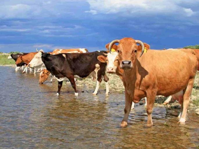 Take these measures to protect animals from the heatwaves in summer | उन्हाच्या कडाक्यापासून जनावरांना वाचवण्यासाठी करा हे उपाय Take these measures to protect animals from the heatwaves in summer | उन्हाच्या कडाक्यापासून जनावरांना वाचवण्यासाठी करा हे उपाय