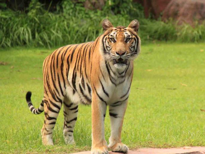 Tiger that killed six people will be captured and moved | सहा बळी घेणाऱ्या वाघाला जेरबंद करून हलविणार Tiger that killed six people will be captured and moved | सहा बळी घेणाऱ्या वाघाला जेरबंद करून हलविणार