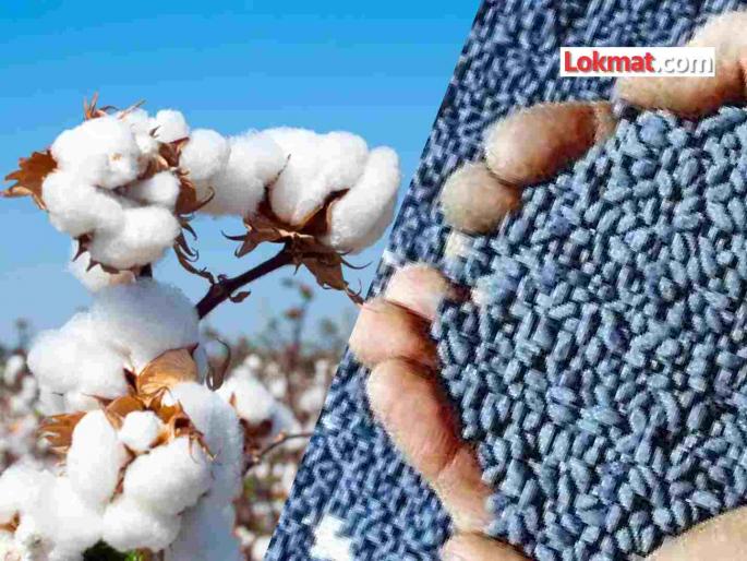Confusion in label claims of Bt cotton seeds: Financial loss to farmers? | बीटी कापसाच्या बियाण्यांच्या लेबल क्लेममध्ये संभ्रम: शेतकऱ्यांचे आर्थिक नुकसान? Confusion in label claims of Bt cotton seeds: Financial loss to farmers? | बीटी कापसाच्या बियाण्यांच्या लेबल क्लेममध्ये संभ्रम: शेतकऱ्यांचे आर्थिक नुकसान?