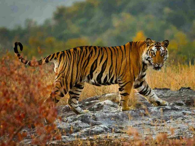 "How to farm?" Control the tiger or give us Rs 30 lakh per acre; Farmers demand | "शेती कशी करावी?" वाघाचा बंदोबस्त करा नाहीतर आम्हाला एकरी ३० लाख द्या ; शेतकऱ्यांची मागणी