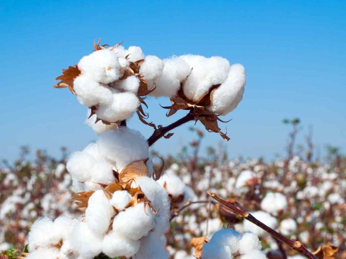 Cotton prices are low, farmers are worried; Demand to start a government cotton purchasing center | कापसाला मातीमोल भाव, शेतकरी झाले हवालदिल; सरकारी कापूस खरेदी केंद्र सुरु करण्याची मागणी