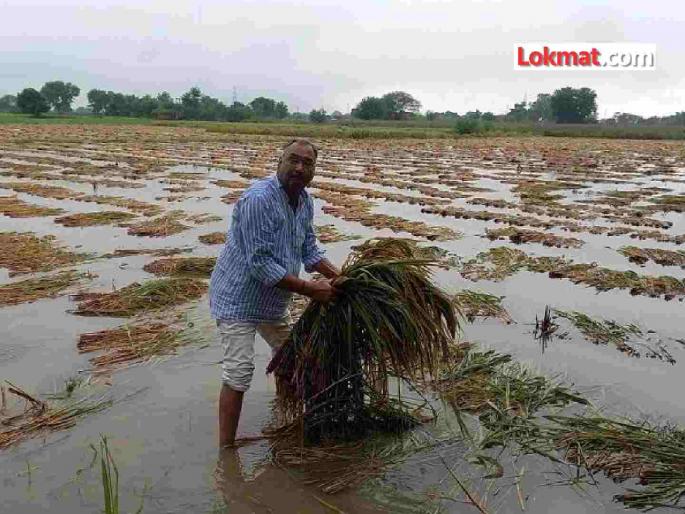Unseasonal rains, hailstorms damage crops on 1389 hectares in Gondia | गोंदियात अवकाळी पाऊस, गारपिटीने केले १३८९ हेक्टरवरील पिकांचे नुकसान Unseasonal rains, hailstorms damage crops on 1389 hectares in Gondia | गोंदियात अवकाळी पाऊस, गारपिटीने केले १३८९ हेक्टरवरील पिकांचे नुकसान