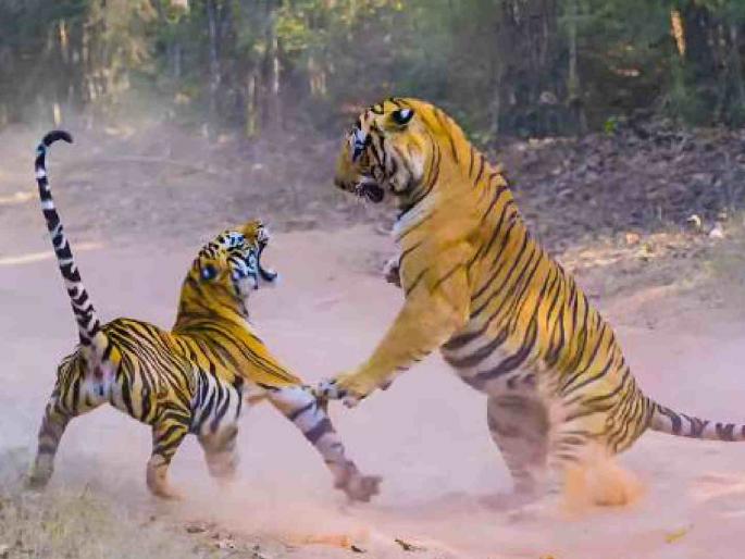 Two tigers fight in Tadoba; Chhota Matka kills the other | ताडोबात २ वाघांची कडवी झुंज; छोटा मटकाच्या हल्ल्यात दुसऱ्याचा मृत्यू Two tigers fight in Tadoba; Chhota Matka kills the other | ताडोबात २ वाघांची कडवी झुंज; छोटा मटकाच्या हल्ल्यात दुसऱ्याचा मृत्यू