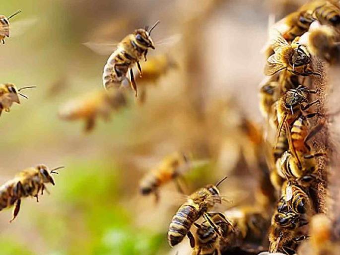 Do bees really dance? Has anyone seen one? | खरंच मधमाश्या नृत्य करतात का? कोणी पाहिलंय का? Do bees really dance? Has anyone seen one? | खरंच मधमाश्या नृत्य करतात का? कोणी पाहिलंय का?