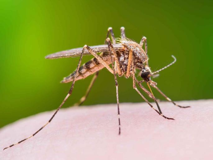 'A mosquito...' lives only for a month and lays thousands of eggs! | 'एक मच्छर...' जगतो फक्त महिनाभर आणि अंडी घालतो हजारावर ! 'A mosquito...' lives only for a month and lays thousands of eggs! | 'एक मच्छर...' जगतो फक्त महिनाभर आणि अंडी घालतो हजारावर !