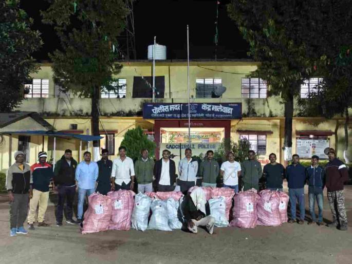 Marijuana grows in the garden of a house in Gadchiroli; Police seize goods worth Rs 1.19 crore | गडचिरोलीत घराच्या सांदवाडीत उगवला गांजा; पाेलिसांकडून १.१९ काेटींचा मुद्देमाल जप्त