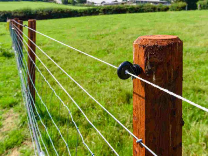 Many lost their lives clinging to the fence because of electric current but who use it will get punished | कुंपणाला चिकटून अनेकांचे जीव गेले; करंट लावणार त्याला 'झटका' देणार! Many lost their lives clinging to the fence because of electric current but who use it will get punished | कुंपणाला चिकटून अनेकांचे जीव गेले; करंट लावणार त्याला 'झटका' देणार!