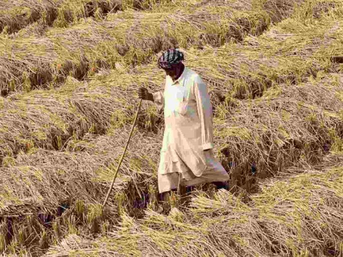 Farmers in Gondia owe Rs 419 crore, Rabi season in trouble | गोंदियातील शेतकऱ्यांचे ४१९ कोटी रुपयांचे चुकारे थकले, रब्बी हंगाम अडचणीत Farmers in Gondia owe Rs 419 crore, Rabi season in trouble | गोंदियातील शेतकऱ्यांचे ४१९ कोटी रुपयांचे चुकारे थकले, रब्बी हंगाम अडचणीत