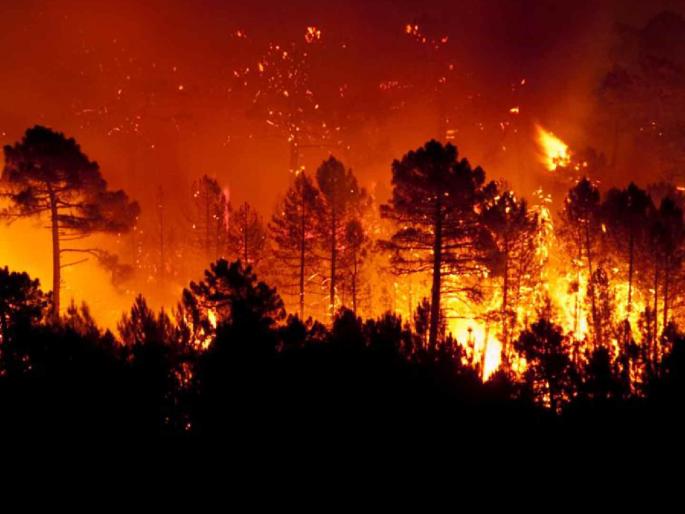 Massive fire breaks out in Pohra forest; Three vehicles gutted; 20 blower machines used to control it | पोहरा जंगलात भीषण आग; तीन वाहने खाक; २० ब्लोअर मशीनने नियंत्रण Massive fire breaks out in Pohra forest; Three vehicles gutted; 20 blower machines used to control it | पोहरा जंगलात भीषण आग; तीन वाहने खाक; २० ब्लोअर मशीनने नियंत्रण