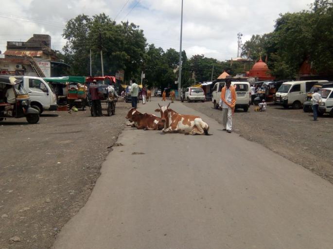 traffic in lonar Troubles the tourists | लोणारात मोकाट जनावरांमूळे वाहतूकीस अडथळा; पर्यटाकांना त्रास traffic in lonar Troubles the tourists | लोणारात मोकाट जनावरांमूळे वाहतूकीस अडथळा; पर्यटाकांना त्रास