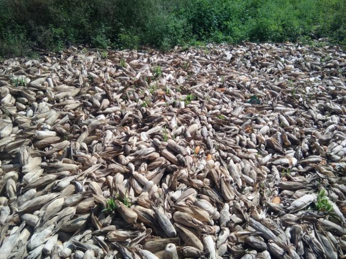 Orchards suffered a loss of 1.5 crore in Jat taluka | जत तालुक्यात अवकाळीने फळबागांचे १३.८५ कोटींचे नुकसान Orchards suffered a loss of 1.5 crore in Jat taluka | जत तालुक्यात अवकाळीने फळबागांचे १३.८५ कोटींचे नुकसान