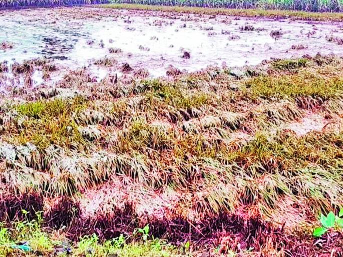 Rabi season rains | रब्बी हंगामाला पावसाचा फटका Rabi season rains | रब्बी हंगामाला पावसाचा फटका