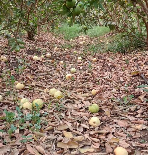 Across the garden Peru has decayed! | लॉकडाऊनमुळे अशी वेळ आली... अन्यथा तीन लाखांचे नुकसान झाले नसते Across the garden Peru has decayed! | लॉकडाऊनमुळे अशी वेळ आली... अन्यथा तीन लाखांचे नुकसान झाले नसते