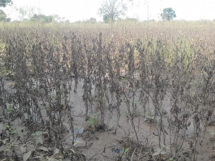 Farmers' frustration at the lack of prices for the farm | शेतमालाला भाव नसल्याने शेतकऱ्यांच्या पदरी निराशा Farmers' frustration at the lack of prices for the farm | शेतमालाला भाव नसल्याने शेतकऱ्यांच्या पदरी निराशा