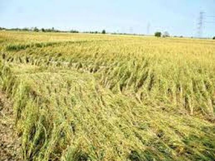 Due to lack of proper bank account, the amount of excess rain will be deposited by the government | अचूक बँक खात्याअभावी अतिवृष्टीची रक्कम शासनजमा होणार Due to lack of proper bank account, the amount of excess rain will be deposited by the government | अचूक बँक खात्याअभावी अतिवृष्टीची रक्कम शासनजमा होणार