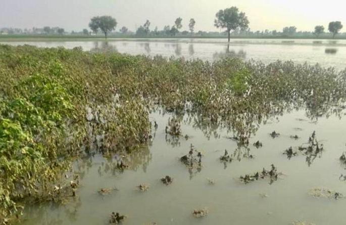 5,000 farmers deprived of compensation due to lack of complaints | तक्रारीअभावी ५ हजार शेतकरी नुकसान भरपाईपासून वंचित 5,000 farmers deprived of compensation due to lack of complaints | तक्रारीअभावी ५ हजार शेतकरी नुकसान भरपाईपासून वंचित
