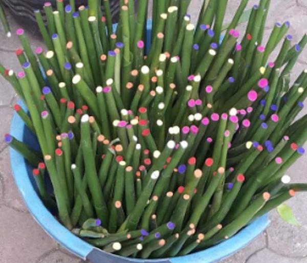 Jalparni for sale in Sangli as a lotus stalk | कमळाचे देठ सांगून विक्रेते सांगलीत विकायचे जलपर्णी Jalparni for sale in Sangli as a lotus stalk | कमळाचे देठ सांगून विक्रेते सांगलीत विकायचे जलपर्णी