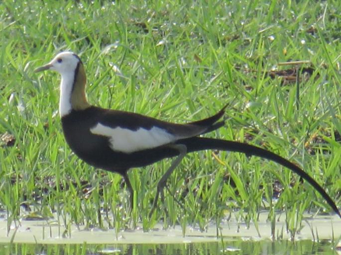 lotus bird jacana suddenly arrived in Sangli | सांगलीत कमळ अचानक 'अवतरला'; पक्षीप्रेमी आनंदले lotus bird jacana suddenly arrived in Sangli | सांगलीत कमळ अचानक 'अवतरला'; पक्षीप्रेमी आनंदले