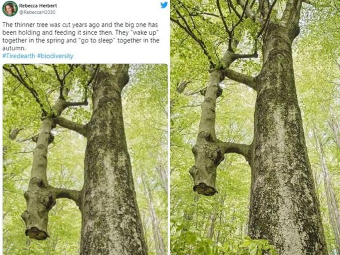 Amazing nature this tree picture goes viral tweeple says its a true friendship | बुडापासून कापलं होतं झाड, पण दुसऱ्या झाडाने त्याला मरू दिलं नाही! Amazing nature this tree picture goes viral tweeple says its a true friendship | बुडापासून कापलं होतं झाड, पण दुसऱ्या झाडाने त्याला मरू दिलं नाही!