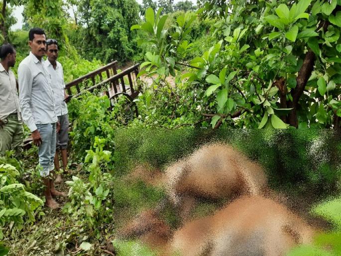 The bullock cart was carried away in the flood of the stream; Woman Missing, two Survived; Two bulls died | नाल्याच्या पुरात बैलबंडीसह महिला गेली वाहून; दोघांचे जीव वाचले; दोन बैलांचा मृत्यू The bullock cart was carried away in the flood of the stream; Woman Missing, two Survived; Two bulls died | नाल्याच्या पुरात बैलबंडीसह महिला गेली वाहून; दोघांचे जीव वाचले; दोन बैलांचा मृत्यू