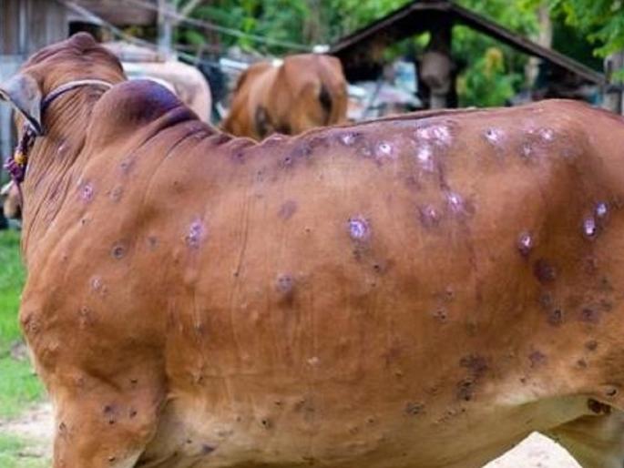 Nashik district declared lumpy affected; Restrictions on buying and selling also | नाशिक जिल्हा लम्पीबाधित घोषित; खरेदी-विक्रीवरही निर्बंध Nashik district declared lumpy affected; Restrictions on buying and selling also | नाशिक जिल्हा लम्पीबाधित घोषित; खरेदी-विक्रीवरही निर्बंध