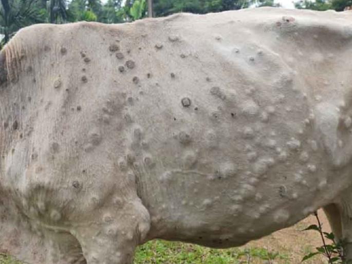 Lumpy should be vaccinated 100% in next 7 days | येत्या ७ दिवसात लम्पीचे १०० टक्के लसीकरण करावे Lumpy should be vaccinated 100% in next 7 days | येत्या ७ दिवसात लम्पीचे १०० टक्के लसीकरण करावे
