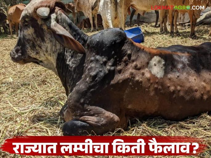 How widespread is Lumpy disease in the state? What is the situation? Read in detail | राज्यात लम्पी रोगाचा कोणत्या ठिकाणी किती फैलाव? काय आहे परिस्थिती? वाचा सविस्तर How widespread is Lumpy disease in the state? What is the situation? Read in detail | राज्यात लम्पी रोगाचा कोणत्या ठिकाणी किती फैलाव? काय आहे परिस्थिती? वाचा सविस्तर