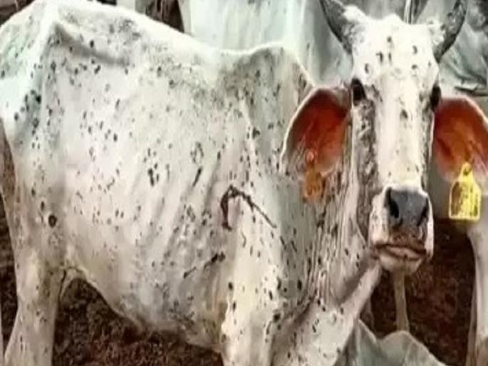Lumpy skin disease is increasing, what will you do if it comes to your cowshade? | लम्पी त्वचारोग वाढतोय, आपल्या गोठ्यात आलाय काय कराल उपाययोजना? Lumpy skin disease is increasing, what will you do if it comes to your cowshade? | लम्पी त्वचारोग वाढतोय, आपल्या गोठ्यात आलाय काय कराल उपाययोजना?